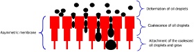 Figure 1. Hypothetical coalescence of oil droplets in the asymmetric microporous membrane. Image